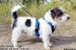 Neewa Running Harness Musta