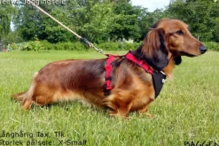 Neewa Running Harness Musta