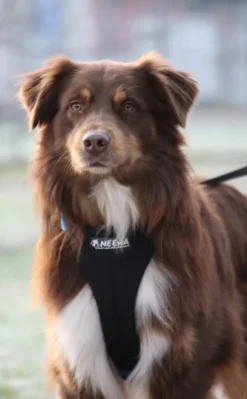 Neewa Running Harness Musta