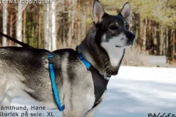 Neewa Running Harness Musta