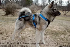 Neewa Running Harness Musta