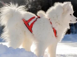 Neewa Sled Dog X-Back vetovaljaat, punainen