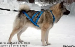 Neewa Sled Dog X-Back vetovaljaat, sininen