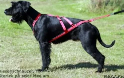 Neewa Sled Dog X-Back vetovaljaat, sininen