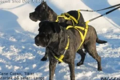 Neewa Sled Dog X-Back vetovaljaat, sininen