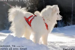 Neewa Sled dog X-back -vetovaljaat keltainen