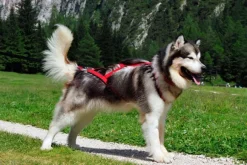 Neewa Sled Pro vetovaljaat punainen