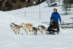 Neewa Sled Pro vetovaljaat punainen