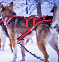 Neewa X-Back Racing vetovaljaat, punainen