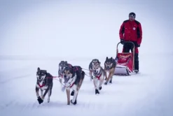 Neewa X-Back Racing vetovaljaat, punainen