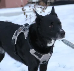 OllyDog Alpine -heijastavat valjaat, ruskea