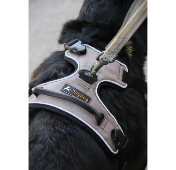 OllyDog Alpine -heijastavat valjaat, ruskea