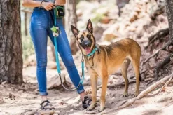 OllyDog Martingale Mesa Collar Air Blue
