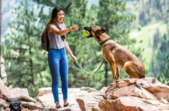 OllyDog Urban Trail Reflective Collar Wild Aster