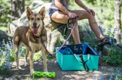 OllyDog Urban Trail Reflective Collar Wild Aster