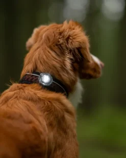 Orbiloc Dark Dual koiran huomiovalo