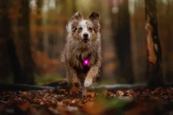 Orbiloc Dual -turvavalo, pinkki