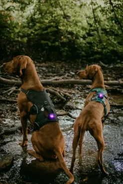 Orbiloc Dual -turvavalo, violetti