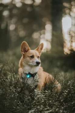 Orbiloc Safety Light Turkoosi