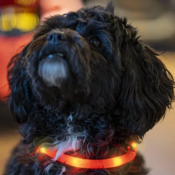 Ozami Halsband Flash Led punainen 35 cm