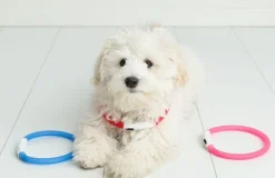 Ozami Panta Flash Led 70 cm