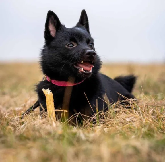 Ozami Premium Chewstick Elk 3 pcs 14cm