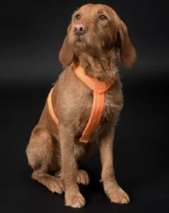 PAIKKA Easy Harness valjaat, S-L, Orange