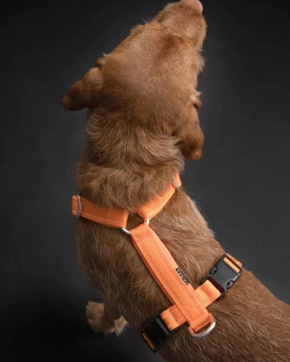 PAIKKA Easy Harness valjaat, S-L, Orange