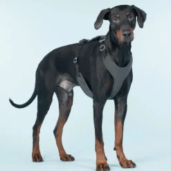 PAIKKA Visibility Harness koiran valjaat, XL, Dark