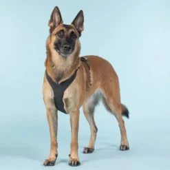 PAIKKA Visibility Harness koiran valjaat, XL, Dark