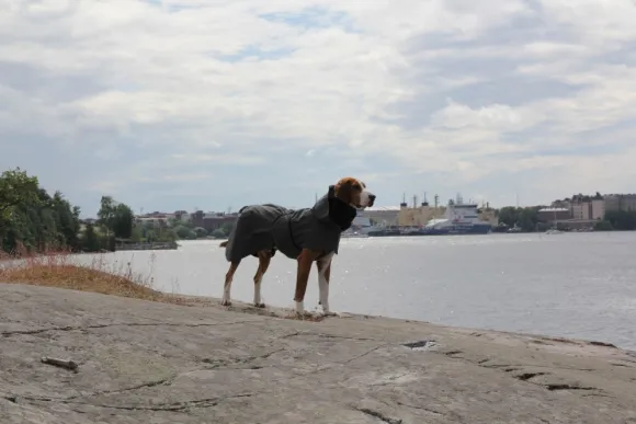 PAIKKA Visibility Raincoat koiran sadetakki, 35-50 cm, harmaa