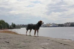 PAIKKA Visibility Raincoat koiran sadetakki, 30 cm, harmaa