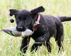 PAW of Sweden Dummy Tavi