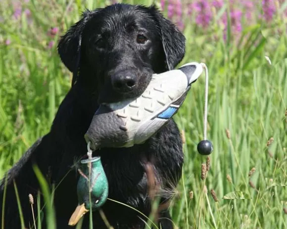 PAW of Sweden sinisorsadummy