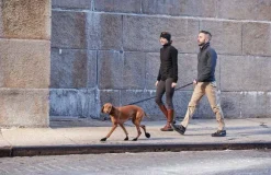 Pawz Dog Boots Black M