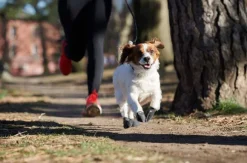 Pawz Dog Boots Black XS