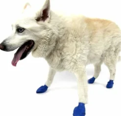 Pawz Dog Boots Color Blue M