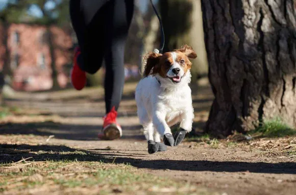 Pawz Dog Boots Color Blue M