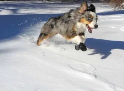 Pawz Dog Boots Color Blue M