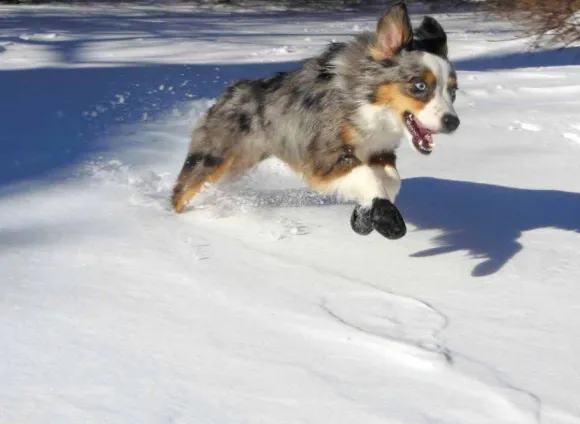 Pawz Dog Boots Color Green XL