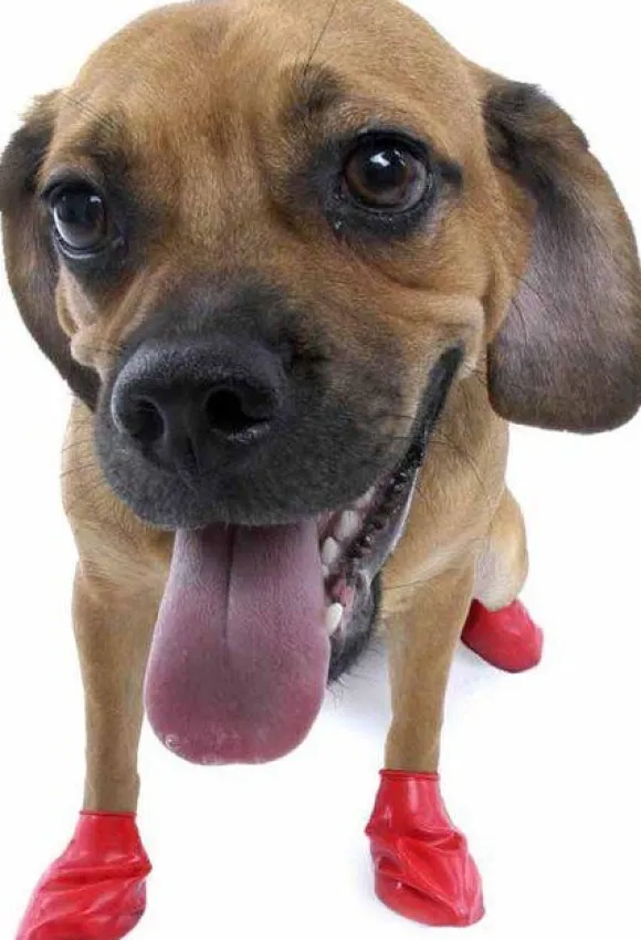 Pawz Dog Boots Color Red S