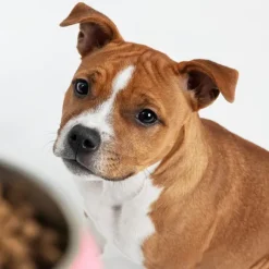 Petgood hyönteispohjainen ruoka kasvaville koirille, 5 kg