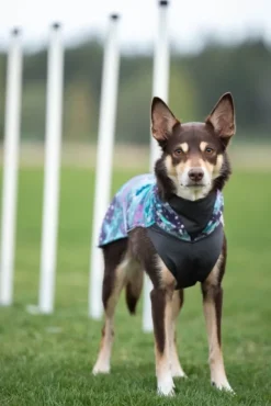 Pomppa JumppaPomppa koiran fleecetakki, 52 - 56 cm, Aurora