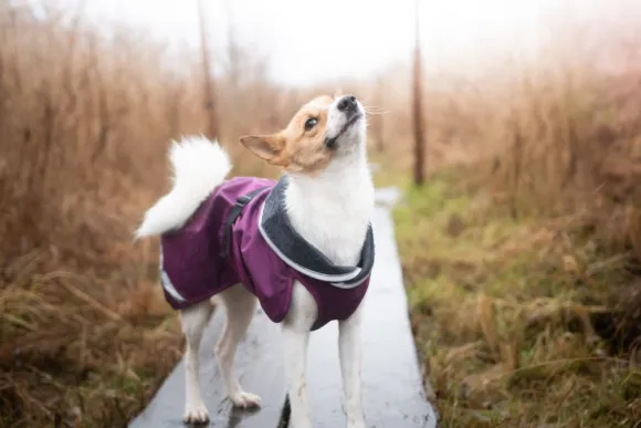 Pomppa KevytPomppa koiran välikausitakki, 44 - 48 cm, punavioletti