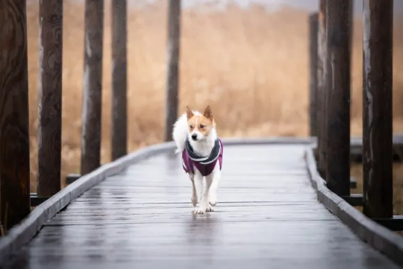 Pomppa KevytPomppa koiran välikausitakki, 37 - 40 cm, punavioletti