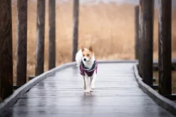 Pomppa KevytPomppa koiran välikausitakki, 25 - 28 cm, punavioletti