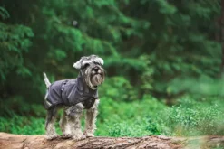 Pomppa KuoriPomppa koiran sadetakki, 52-56 cm, Graphite