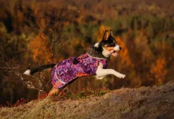 Pomppa PerusPomppa koirien talvitakki, 31 - 34 cm, Cosmos