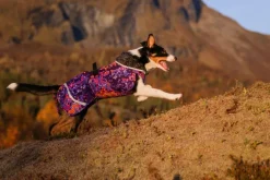 Pomppa PerusPomppa koirien talvitakki, 37 - 40 cm, Cosmos
