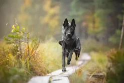 Pomppa SadePomppa koiran sadetakki, 31 - 34 cm, harmaa